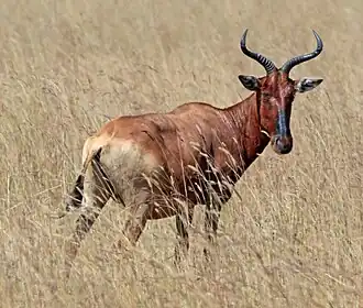 Bubale de Swayne au Sanctuaire de Senkele, en Éthiopie.