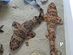 Cephaloscyllium ventriosum