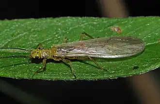 Plecoptera - Sweltsa townesi&nbsp;(en)