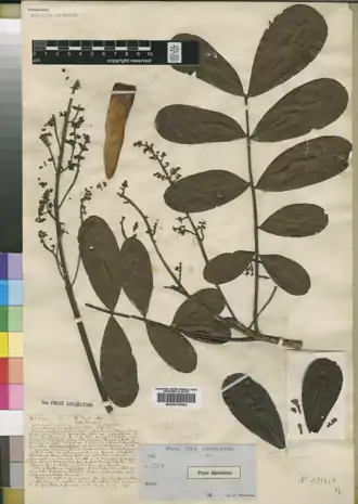 Description de l'image Swietenia angolensis Welw. (BM000799824).png.