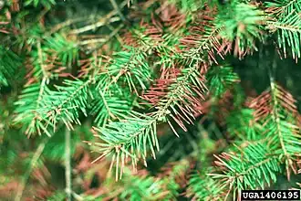 Rougissements causés par la Rouille suisse du Douglas&nbsp;(en).