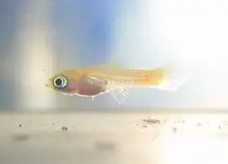 Un tout petit poisson transparent avec un abdomen rosé et un très gros œil