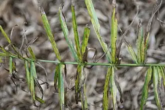 Description de l'image Syagrus macrocarpa 0zz.jpg.