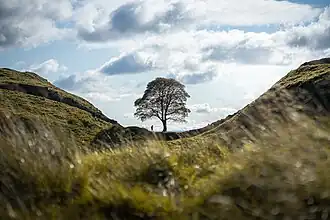 Image illustrative de l’article Sycamore Gap Tree