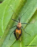 Sycanus villicus (hémiptères, punaises)