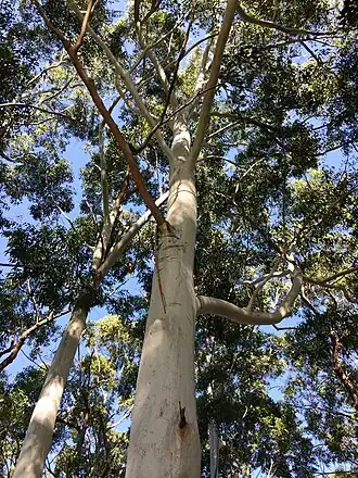 Description de l'image Sydney Blue Gum (E.saligna).jpg.