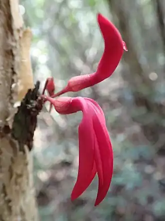 Description de l'image Sylvichadsia grandidieri 1544904.jpg.