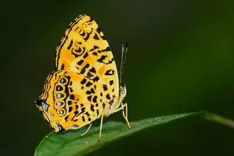 Description de cette image, également commentée ci-après