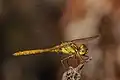 Sympetrum vulgatum - mâle, juvénile