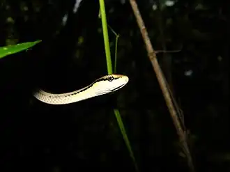 Description de l'image Symphimus leucostomus 2144343.jpg.