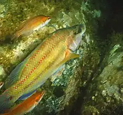 Symphodus tinca (mâle avec des femelles)