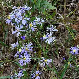 Description de l'image Symphyotrichum oolentangiense 10135016 (cropped).jpg.