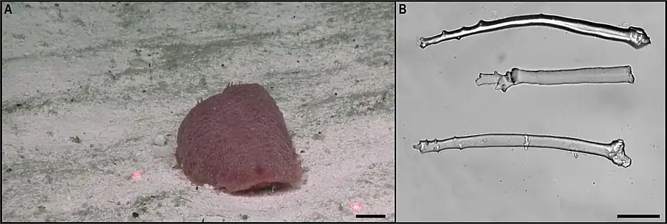 Synallactidae non identifiée.