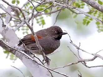 Description de l'image Synallaxis hellmayri - Red-shouldered Spinetail, Canudos, Bahia, Brazil.jpg.