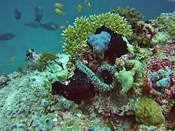 Une holothurie serpentiforme de la famille des Synaptidae