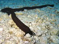 Synaptula reciprocans