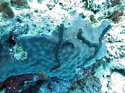 Autre forme aux Maldives