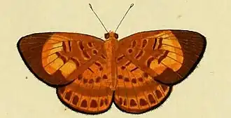 Description de l'image Synargis orestessa.JPG.