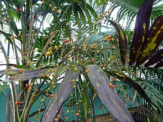 Synechanthus fibrosus