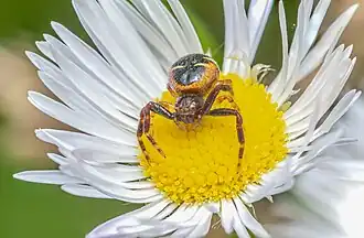 Description de l'image Synema globosum-pjt.jpg.