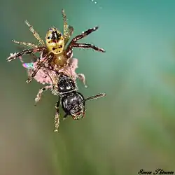 Synema globosum juvénile prédatant une abeille sauvage
