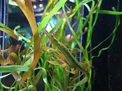 Syngnathus leptorhynchus