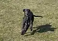 Chiot deerhound âgé de 4 mois.