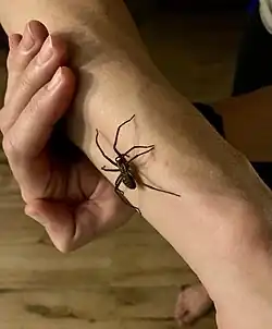 Araignée sur bras humain