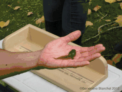  L'hormone thyroïdienne cause la résorption de la queue et l'apparition des membres chez la grenouille.