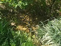 Têtards au printemps à la source du Dorfgraben