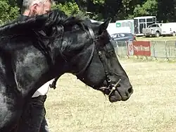 Jeune étalon à Bouan en 2023, vue de profil