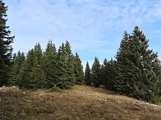 Le sommet de la tête des Bécus.