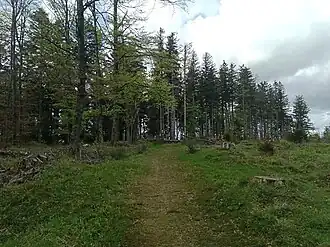 Le sommet de la tête du Violu.