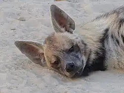 Tête d'un animal carnivore.