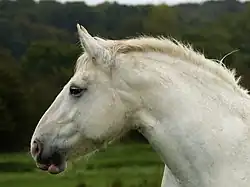 Tête du profil gauche d'un cheval