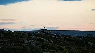 Limicole sur les rochers du parc.
