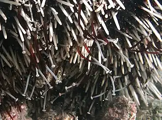 Gros plan sur le même individu, mettant en évidence la forme de ventouses des podia.