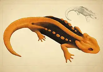 Description de l'image T.anguliceps.jpg.