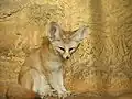 Fennec (Vulpes zerda).