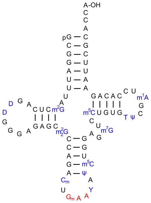ARNtPhe de S. cerevisiae.Le dihydro-uracile est noté D.