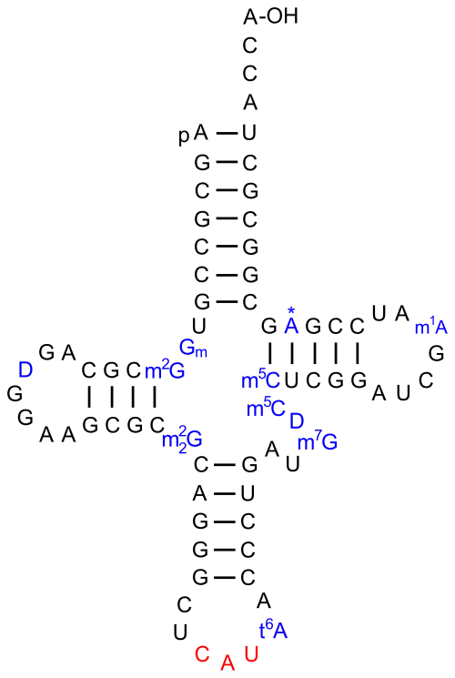 ARNt d'initiation chez la levure.La 2′-O-méthylguanosine est notée Gm.