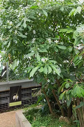 Description de l'image Tabernaemontana corymbosa - 74.jpg.