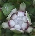 Fleur