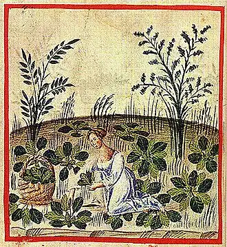 Betterave : Chaud et sec