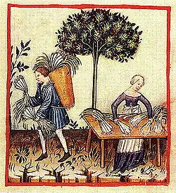 Dessin du XIVe&nbsp;siècle tiré d'un « Tacuinum sanitatis » : un homme et une femme s'occupent d'une récolte de poireaux.