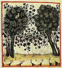 Vigne conduite en hautain arboréTacuinum Sanitatis (1474), Paris, Bibliothèque nationale, Ms. lat. 9333.