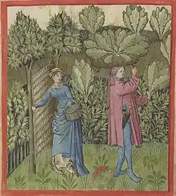 Récolte du chou (Tacuinum sanitatis, XVe&nbsp;siècle).