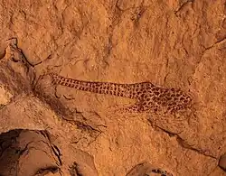 Girafe couchée, In Djaren.