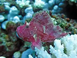 Un poisson-feuille (Taenianotus triacanthus)