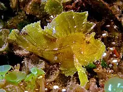 Taenianotus triacanthus